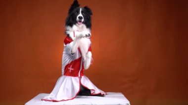 Petit Chien Rouge Debout Sur Deux Pattes Dans La Cour Sur