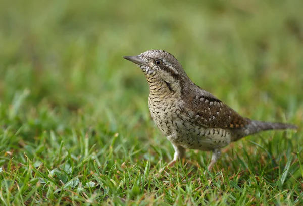 Wryneck Jynx Torquilla Fűben Aggódó Úgy Néz Egy Rivális Tenyésztési — Stock Fotó