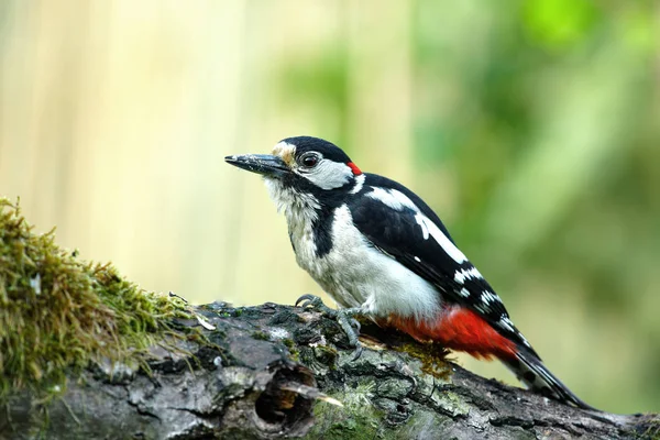 Großer Buntspecht Dendrocopos Major Sitzt Mai Morgens Auf Einem Umgestürzten — Stockfoto