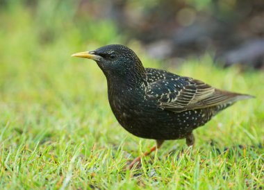 Starling (Sturnus vulgaris) yiyecek, güzel bir güneşli Mayıs sabahı arayan çimenlerin üzerinde yürür. Bahar bahar. Yatay görünümü Kapat.