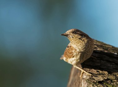 Boyunburan (Jynx torquilla) bir ağaç gövdesinde bir güzel Mayıs sabah oturur ve mavi gökyüzü karşı tarafa görünüyor. Polska.Horizontal görünüm.