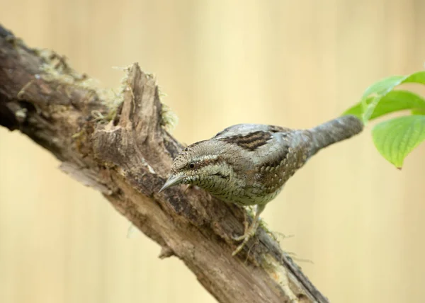 Krutihlav Jynx Torquilla Jaře Sedí Větvi Zvědavě Shlížel Května Ráno — Stock fotografie