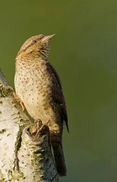 Boyunburan (Jynx torquilla) huş ağacı ve ileriye dönük oturur. Bahar Polonya'da. Yakın, dikey görünüm.
