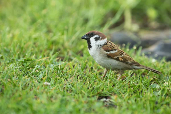 Bruant Des Arbres Passer Montanus Sur Herbe Ensoleillé Mai Matin — Photo