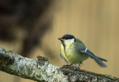 Haziran sabahı, kanat çırparak ve beslenmesi için bekleyen veliler, çağrı genç büyük baştankara (Parus major) oturur. Polonya, yatay görünüm.