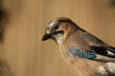 Avrupa Mavi alakarga (Garrulus glandarius), bir çok ilginç, sıcak sabah ışık ve bir pas kırmızısı renkte doğal bir arka plan üzerinde güzel bir portresi. Yakın, yatay görünüm.