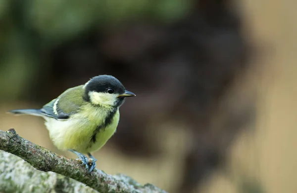 Young Great Tit Parus Major Está Sentado Una Rama Esperando — Foto de Stock