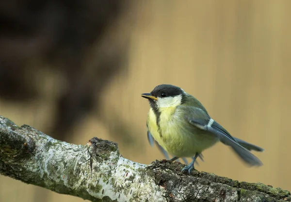 Haziran sabahı, kanat çırparak ve beslenmesi için bekleyen veliler, çağrı genç büyük baştankara (Parus major) oturur. Polonya, yatay görünüm.
