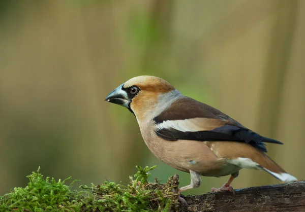 Vroeg Ochtend Zit Appelvink Coccothraustes Coccothraustes Een Mossy Tak Van — Stockfoto