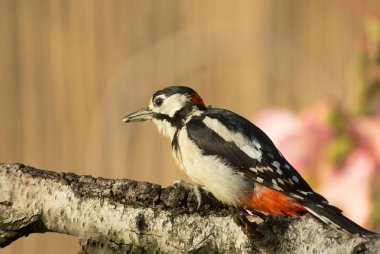 Büyük benekli ağaçkakan (Dendrocopos büyük) erkek gövde bir huş ağacı ve böceklerin kabuğu altında arıyorum. Temmuz sabah Polonya. Yakın, yatay görünüm.