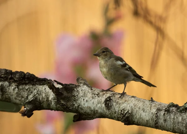 Young Chaffinch Fringilla Coelebs Sits Branch Beautiful Morning Light Background — Stock Photo, Image