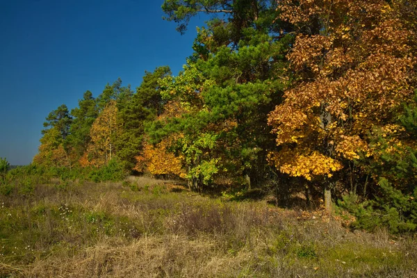 Krajobraz Widok Skraju Lasu Kolorowych Liści Jesienią Fragment Łąki Jasnego — Zdjęcie stockowe