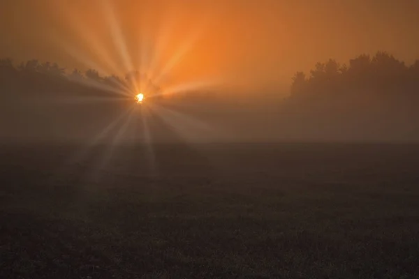 Толстый Туман Озаренный Красными Конвертами Рассвете Покрывает Луг Середине Леса — стоковое фото