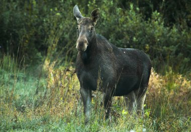 Bir fotoğraf bir uyku modundan çıkarma üzerinde duran ve düz ileriye baktığımızda bir kadın elk (Alces alces). Açıkça görülebilir gözleri, detay ve doku kürk ile yakın çekim. Sonbaharda Polonya, Ekim.