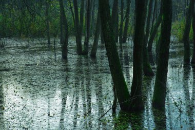 Bir orman bataklık su su dolu ağaçları ile erken sonbahar sabahı ve su onların yansıması. Polonya Güz. Yatay görünüm.