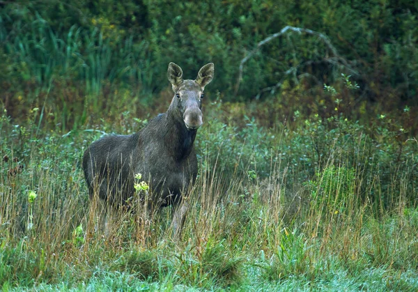 Kam Das Elchweibchen Morgen Auf Eine Wiese Mit Dichtem Gebüsch — Stockfoto