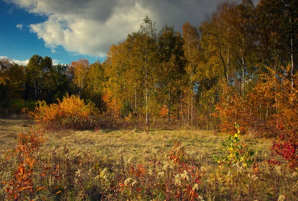 Piękne Kolory Liści Trawy Słoneczny Jesienny Dzień Łące Środku Lasu — Zdjęcie stockowe