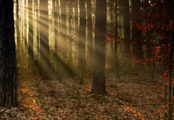 太阳第一缕阳光下的森林 — 图库照片