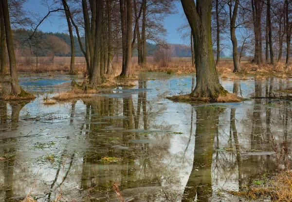 Arbres inondés dans la prairie — Photo