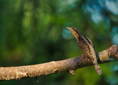 Avrasya wryneck (Jynx torquilla) bir ağaç branc üzerinde oturuyor