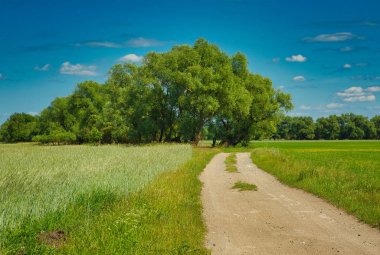 Yaz aylarında yeşil çayırlar ve tarlalar arasında kumlu yol