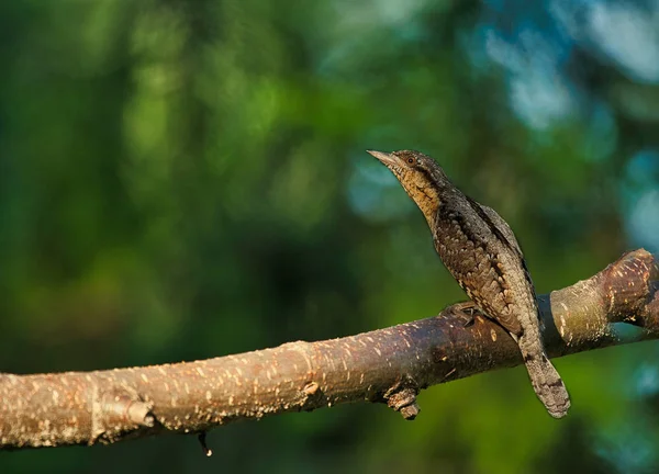 Az eurázsiai wryneck (Jynx torquilla) ül egy fa branc — Stock Fotó