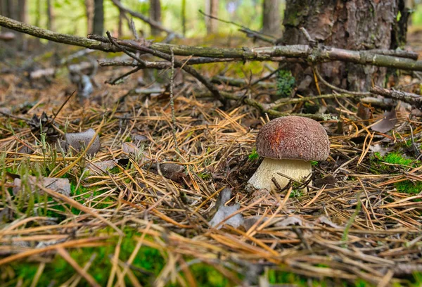 Il giovane Boletus edulis cresce in una pineta — Foto Stock