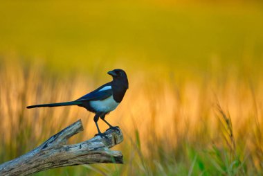 Magpie (Pica pica) on the meadow