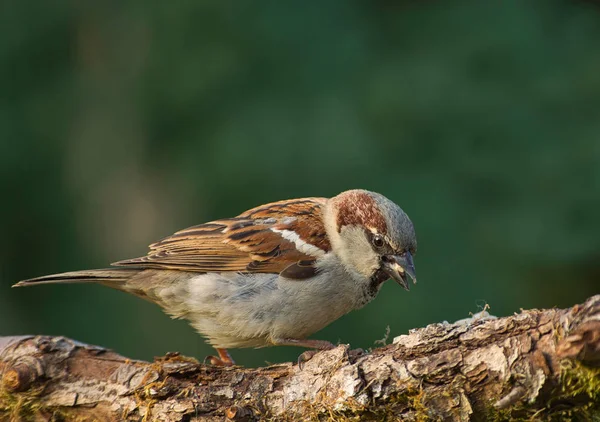 Gorrión de casa (Passer sentado en el t domesticus ) — Foto de Stock