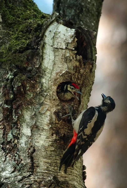 Das Küken des Buntspechts (Dendrocopos major)) — Stockfoto