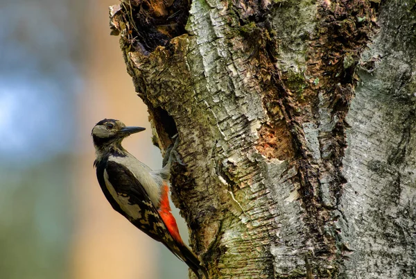 Großer Buntspecht (dendrocopos major)) — Stockfoto