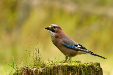 Jay (Garullus glandarius) 