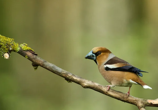 Hawfinch (Coccothraustes coccothraustes) sits on a dry tree bran — Stock Photo, Image