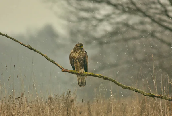 Buzzard (Buteo buteo) siedzi na oddziale. Widok poziomy. — Zdjęcie stockowe