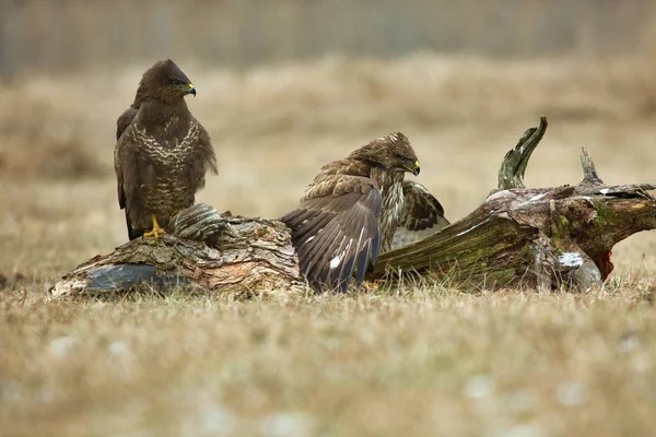 Dwa wspólne brzęce (Buteo buteo) — Zdjęcie stockowe