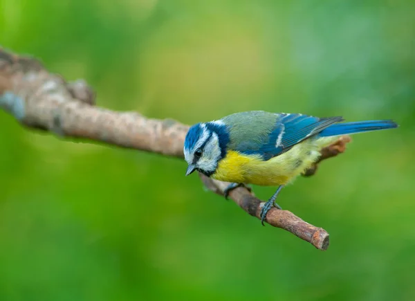 Blue tit (Parus caeruleus) — Stock Photo, Image