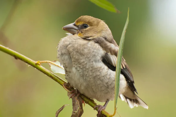 Hawfinch chick (Coccothraustes coccothraustes) — Stock Photo, Image