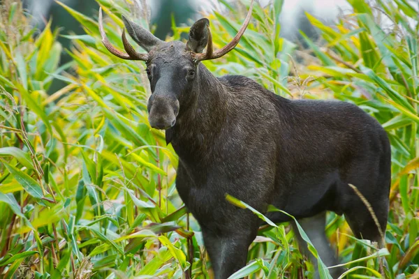 Porträtt Eurasiska Tjur Alces Alces Möts Hösten Ett Majsfält September — Stockfoto