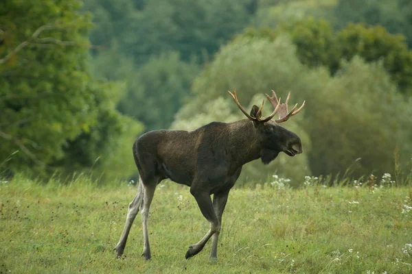 Łoś byczy (Alces alces) przechodzi przez łąkę Obrazek Stockowy