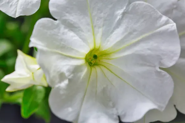 Petunia Biały Kwiat Ogrodowy Petunia Integrifolia — Zdjęcie stockowe