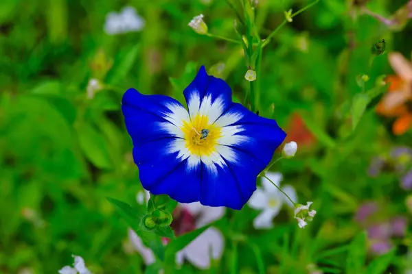 Kwiat Łąkotki Polnej Convolvulus Arvensis — Zdjęcie stockowe