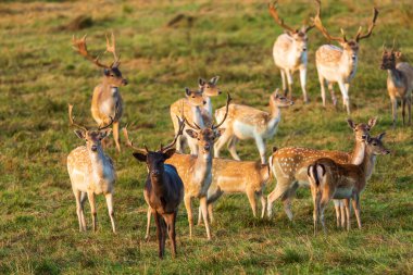 Fallow geyiği (Dama dama) sürüsü çayırda duruyor. Polonya 'da sonbahar. Yatay görünüm.