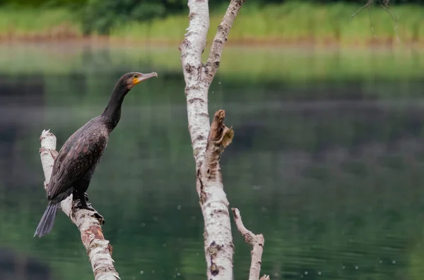 Большой Баклан Phalacrocorax Carbo Сидит Березовой Ветке Отдыхает После Охоты — стоковое фото