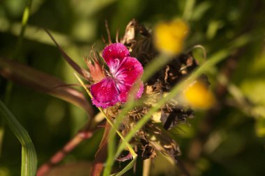 özellikle ahenkli bir atmosfer modern ofisler zaman bir iç dekorasyon oluşturmak için yapılmış güzel kır çiçekleri