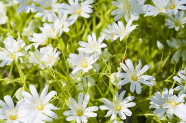 özellikle ahenkli bir atmosfer modern ofisler zaman bir iç dekorasyon oluşturmak için yapılmış güzel kır çiçekleri