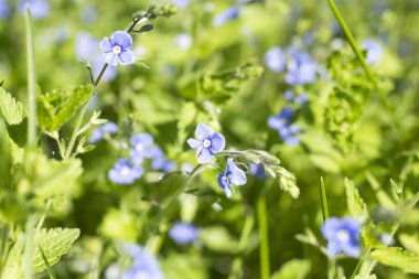 özellikle ahenkli bir atmosfer modern ofisler zaman bir iç dekorasyon oluşturmak için yapılmış güzel kır çiçekleri
