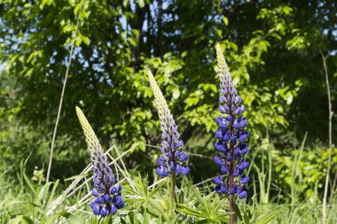 özellikle ahenkli bir atmosfer modern ofisler zaman bir iç dekorasyon oluşturmak için yapılmış güzel kır çiçekleri