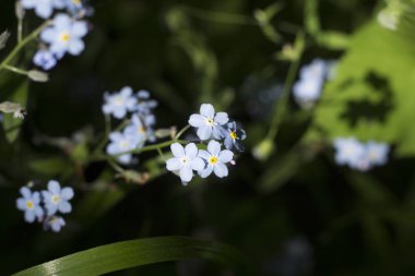 özellikle ahenkli bir atmosfer modern ofisler zaman bir iç dekorasyon oluşturmak için yapılmış güzel kır çiçekleri