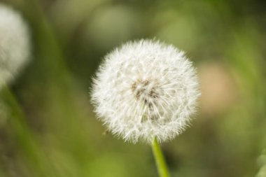 özellikle ahenkli bir atmosfer modern ofisler zaman bir iç dekorasyon oluşturmak için yapılmış güzel kır çiçekleri