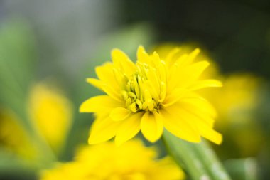 özellikle ahenkli bir atmosfer modern ofisler zaman bir iç dekorasyon oluşturmak için yapılmış güzel kır çiçekleri